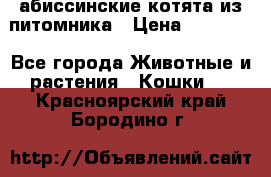 абиссинские котята из питомника › Цена ­ 15 000 - Все города Животные и растения » Кошки   . Красноярский край,Бородино г.